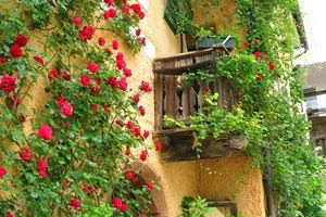 野生海参多少钱一斤？与养殖海参价格区别在哪？