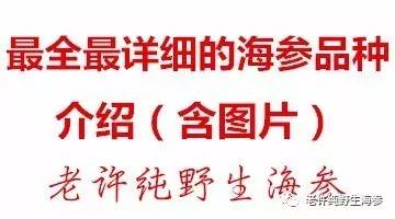 海参多少钱一斤？海参都有哪些品种，最详细的海参品种价格总结都在这里了