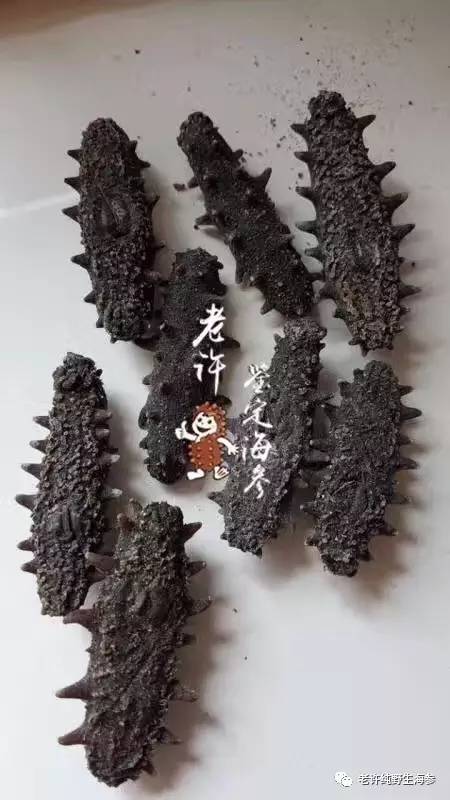 深度揭秘两种糖干海参的加工工艺（精华篇）