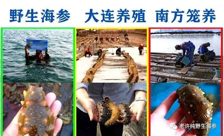 海参品种的定义.jpg