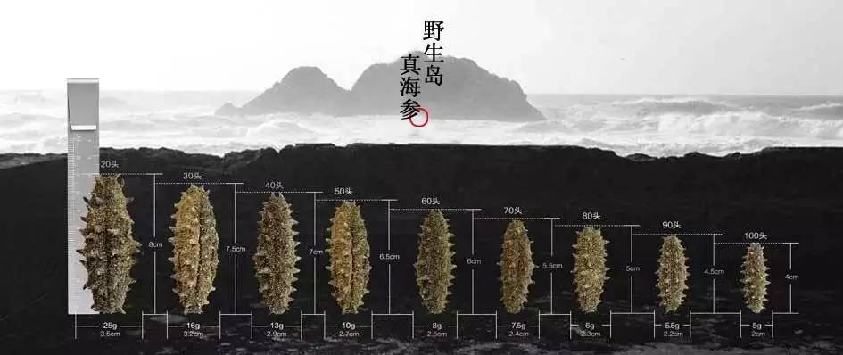 海参食用量 (2).jpg