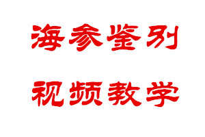 怎么鉴别野生海参，野生海参和养殖海参的区别【视频教学】