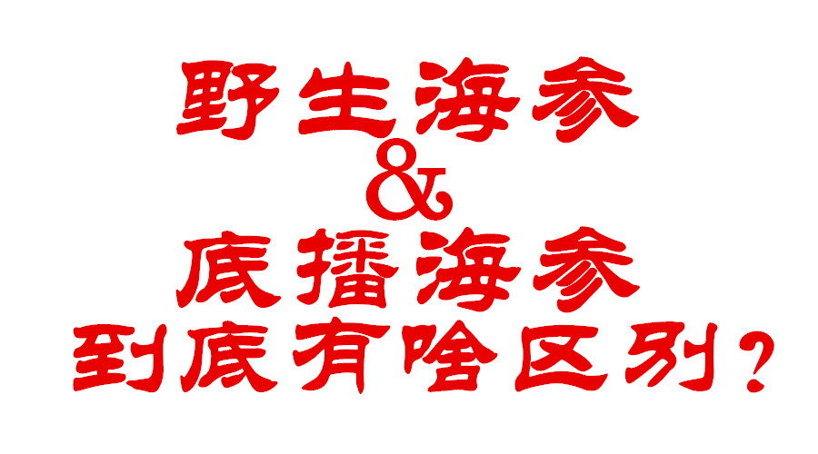 什么才是真正的野生海参，野生海参跟底播海参到底有啥区别？