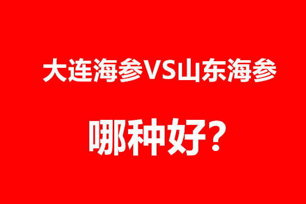 大连海参和山东海参哪个好，如何区分？海参专家告诉您